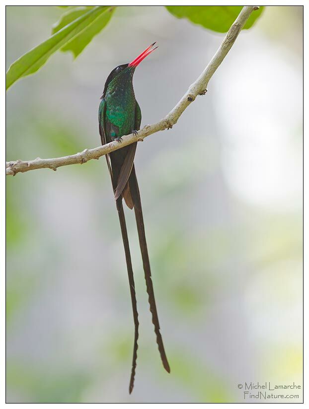 Colibri à tête noire