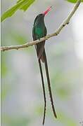 Red-billed Streamertail