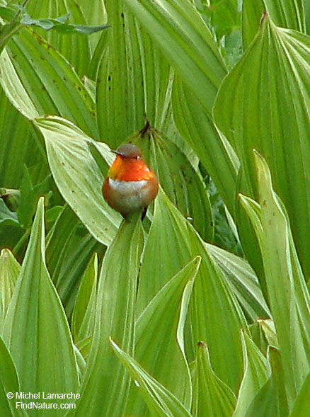 Colibri roux