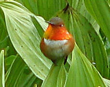 Rufous Hummingbird