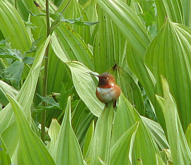 Colibri roux