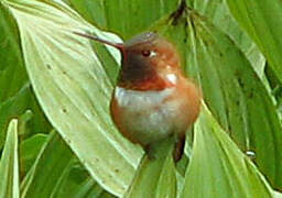 Rufous Hummingbird