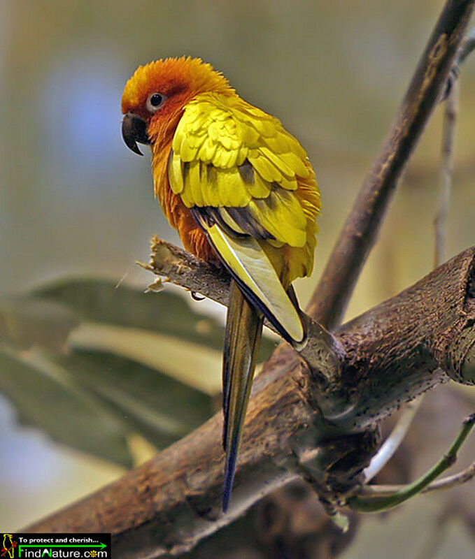 Conure soleil