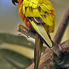 Conure soleil
