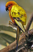 Conure soleil