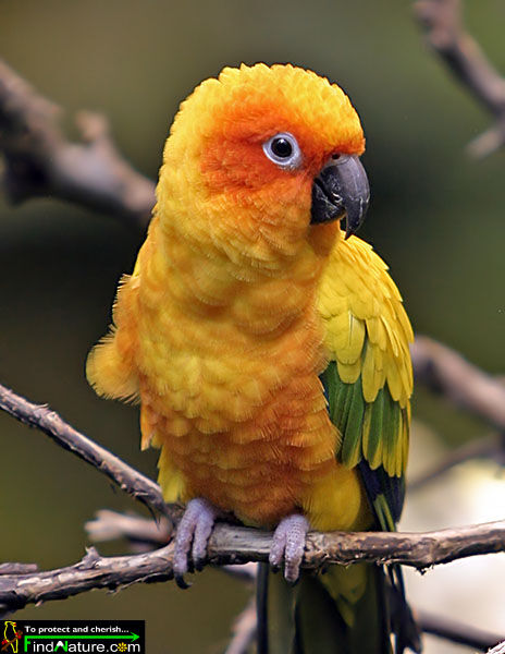 Sun Parakeet