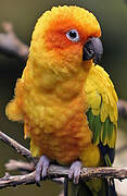 Sun Parakeet