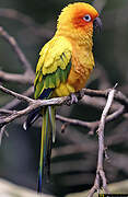 Sun Parakeet