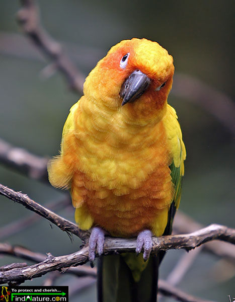 Sun Parakeet