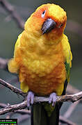 Sun Parakeet