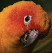 Sun Parakeet