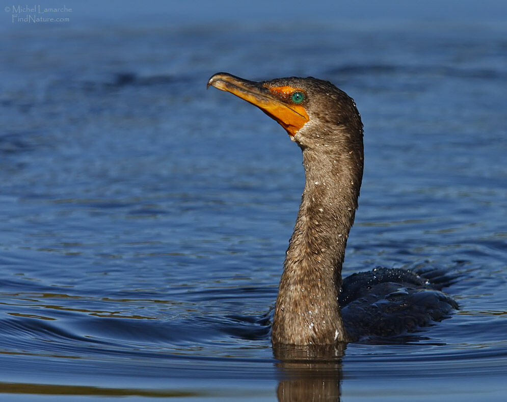 Double-crested Cormorant