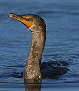 Double-crested Cormorant