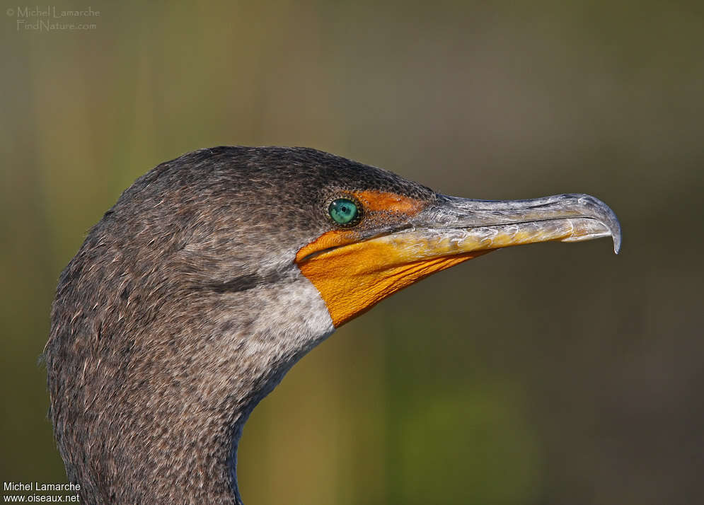 Cormoran à aigrettesadulte internuptial, portrait