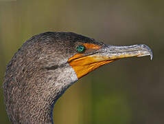 Cormoran à aigrettes