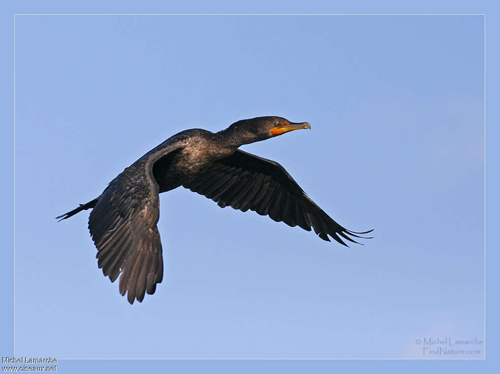 Double-crested Cormorantadult, Flight