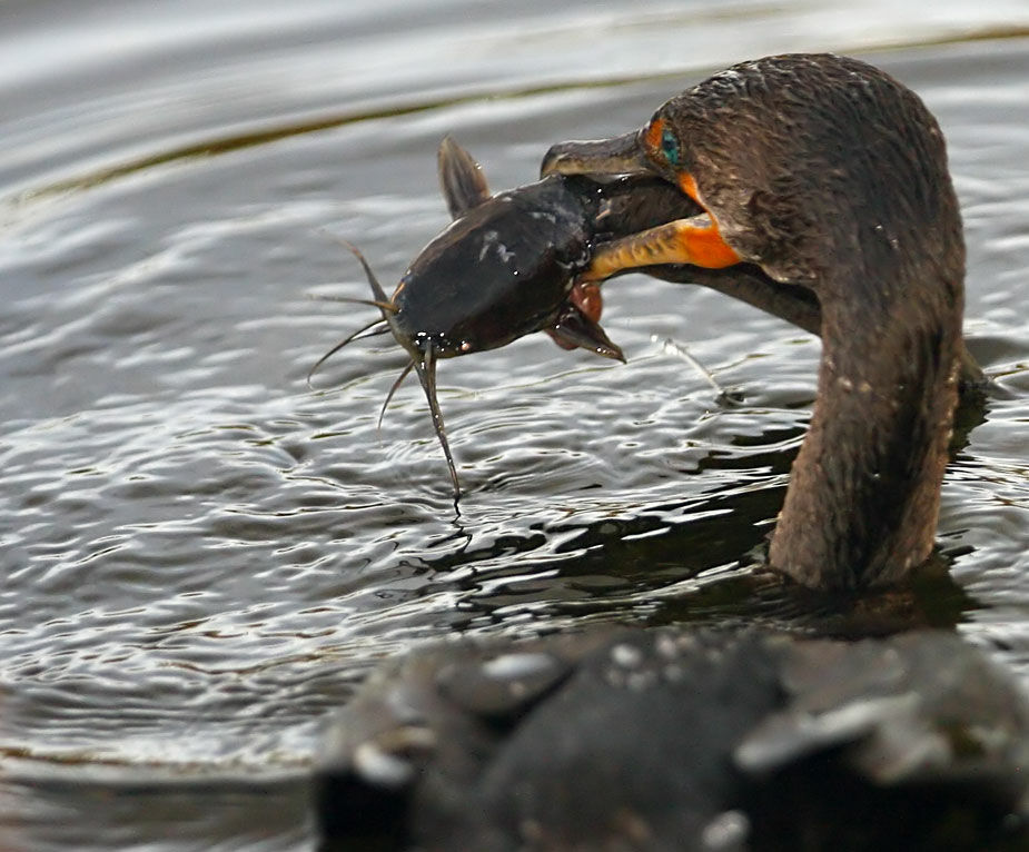 Cormoran à aigrettes