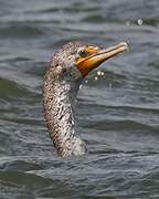 Double-crested Cormorant