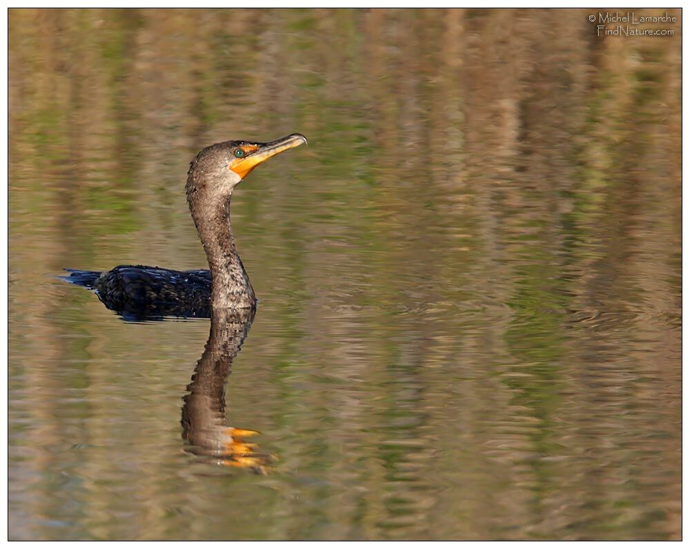 Double-crested Cormorant