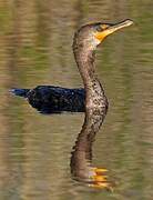 Double-crested Cormorant