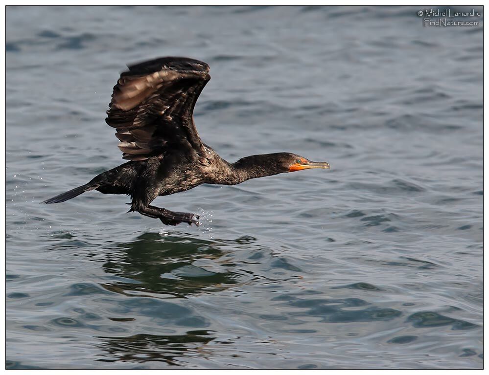 Cormoran à aigrettes