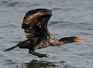 Cormoran à aigrettes