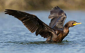 Double-crested Cormorant