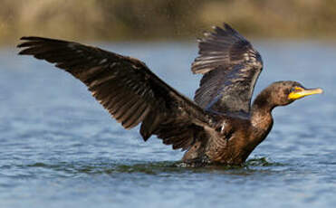 Cormoran à aigrettes