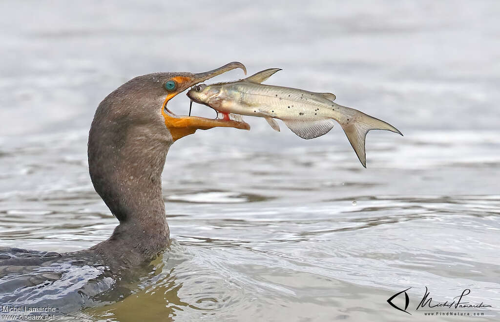 Cormoran à aigrettesimmature, pêche/chasse, mange