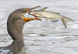 Double-crested Cormorant