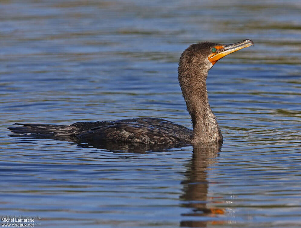 Cormoran à aigrettesimmature, nage, pêche/chasse