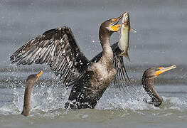 Cormoran à aigrettes