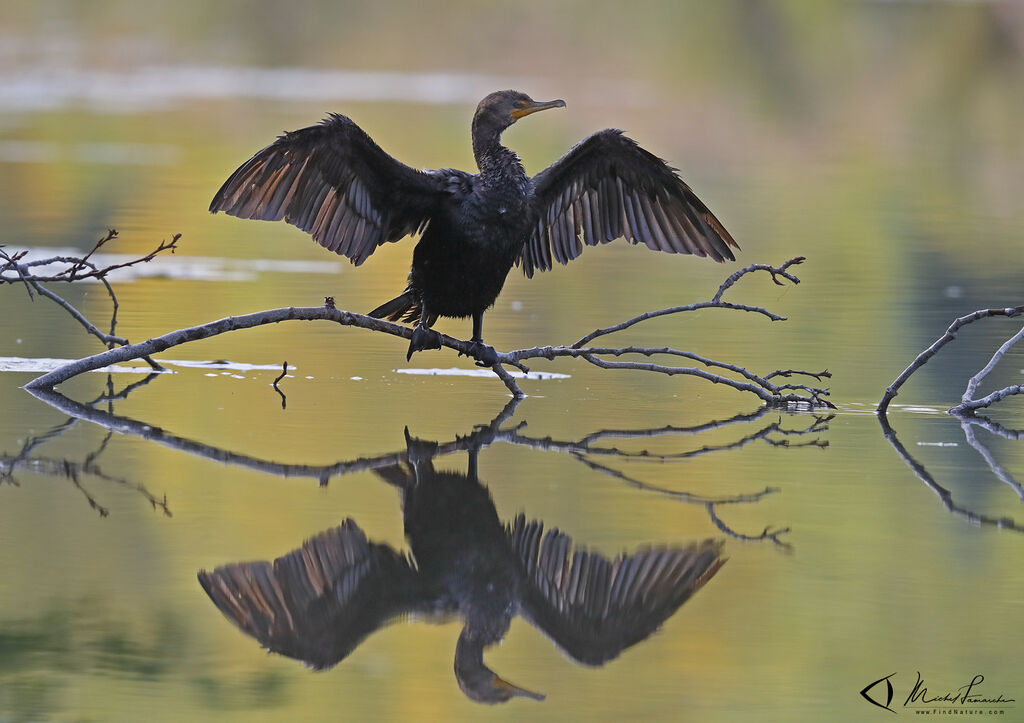 Cormoran à aigrettes