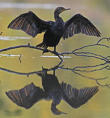 Cormoran à aigrettes