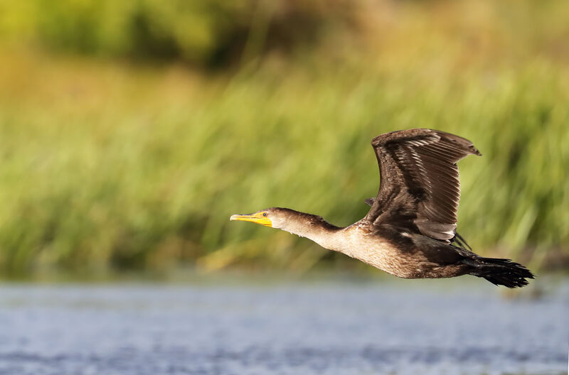 Double-crested Cormorant, Flight