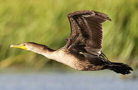 Double-crested Cormorant