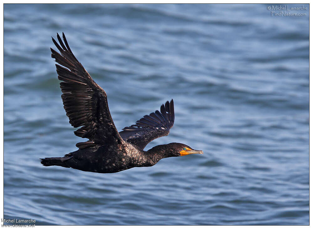 Double-crested Cormorantadult, Flight