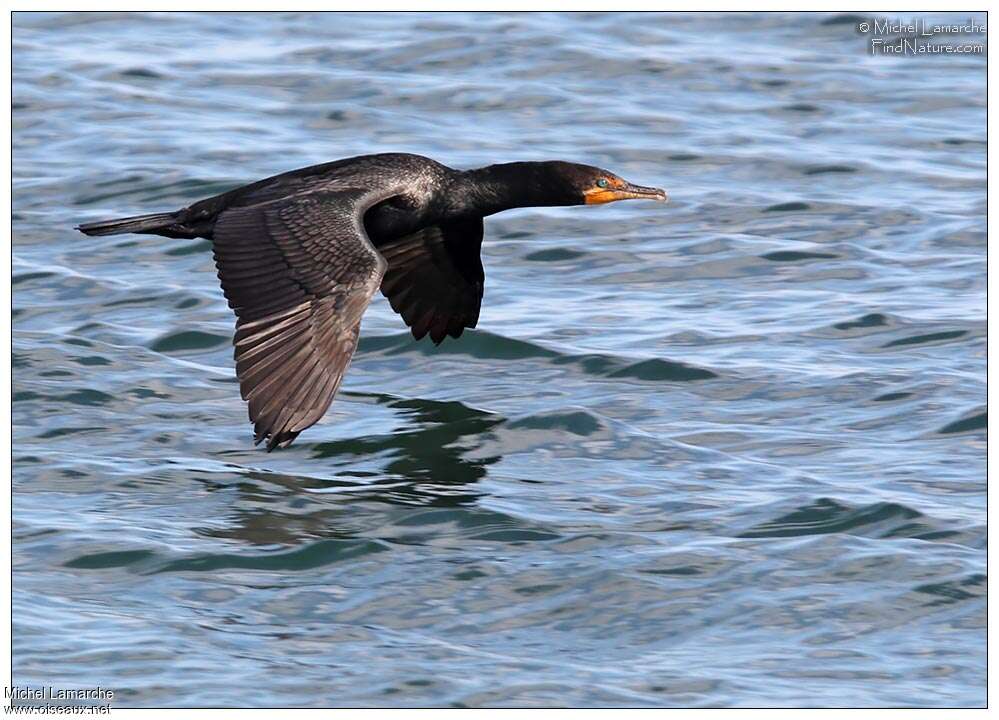 Double-crested Cormorantadult, Flight