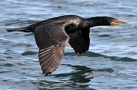 Cormoran à aigrettes