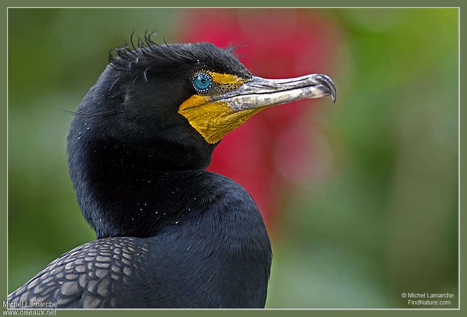 Cormoran à aigrettesadulte nuptial, portrait