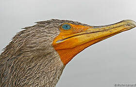 Double-crested Cormorant