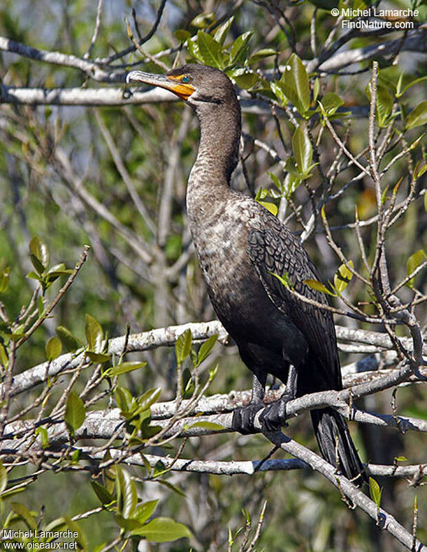 Double-crested Cormorantimmature, habitat, pigmentation, Behaviour