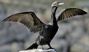 Neotropic Cormorant