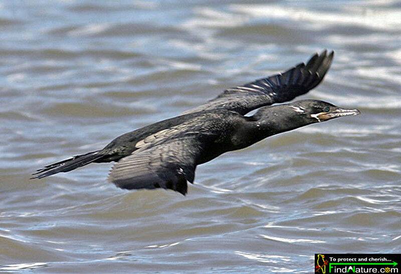 Neotropic Cormorant