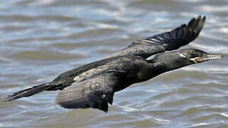 Neotropic Cormorant