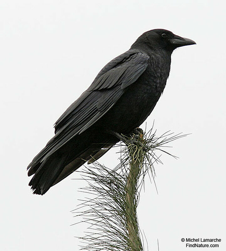 American Crow