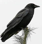 American Crow