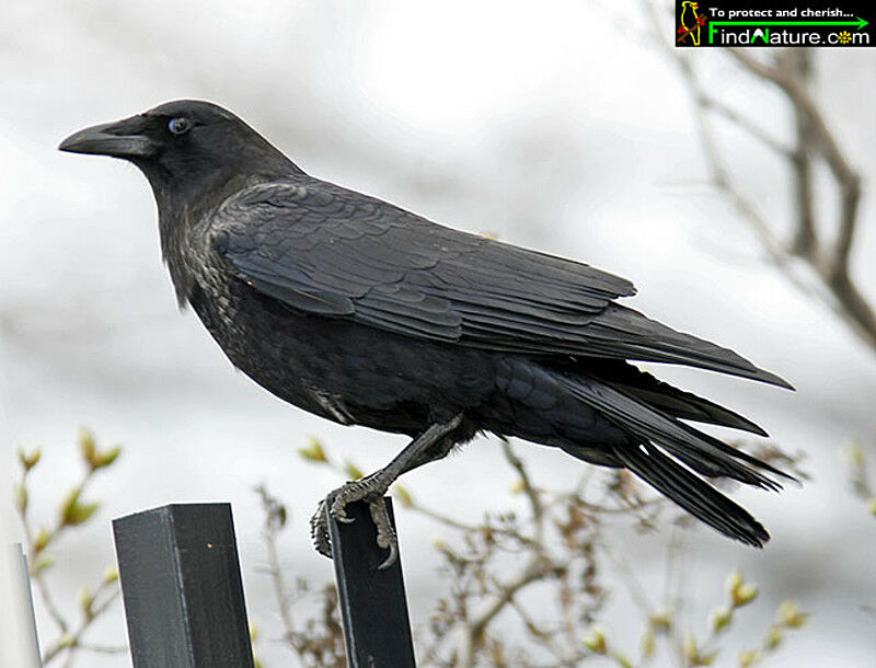 American Crowadult