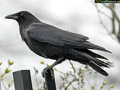 American Crow