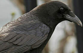 American Crow